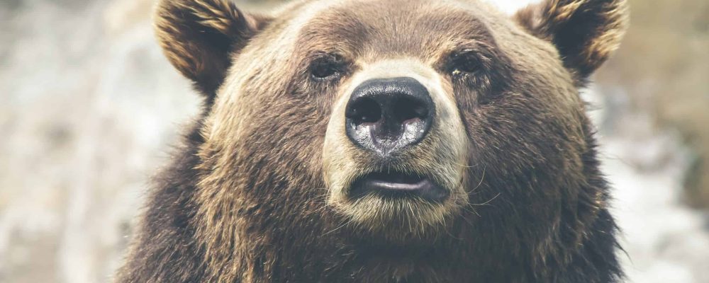 Bear market makes cryptocurrency events less boisterous and more substantive